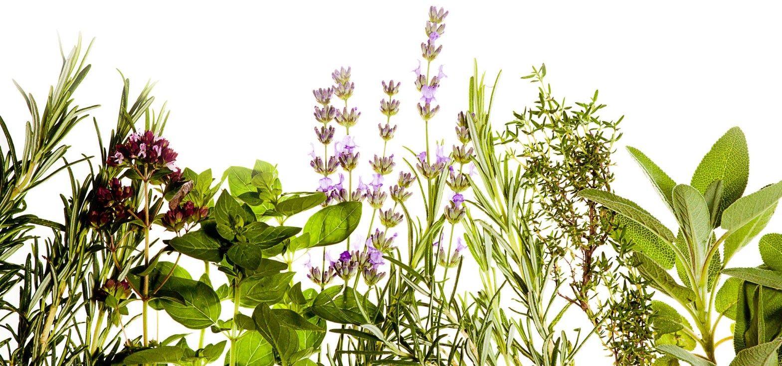 Six Herbal Plants to Have Beautiful Skin.